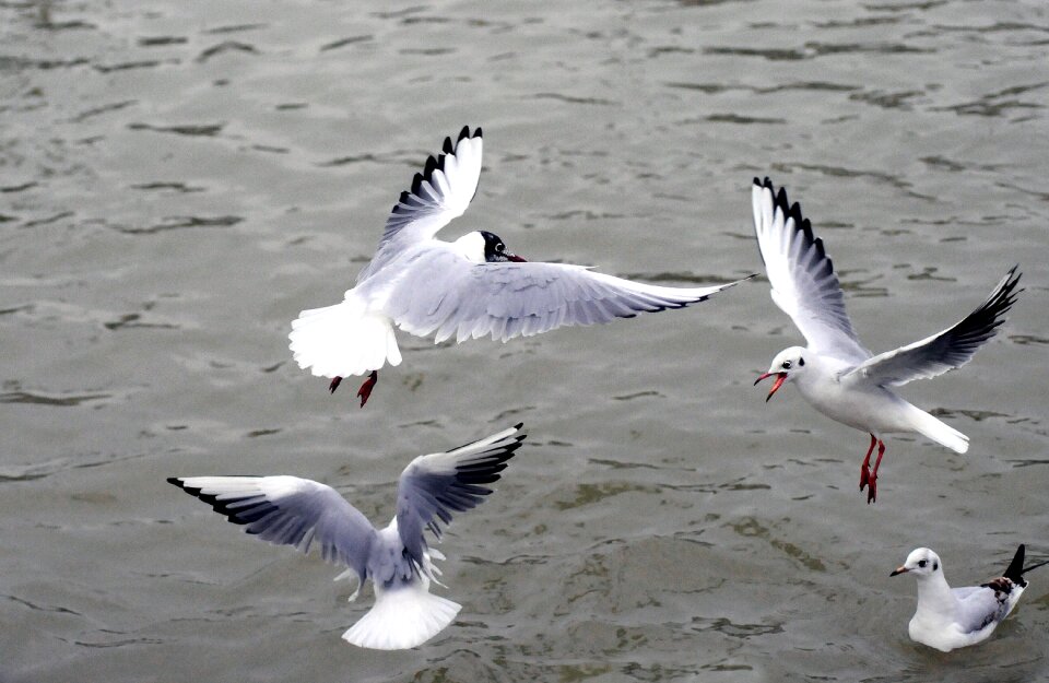 Birds bird flight ocean photo