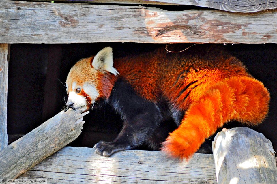 DAM2007 - Panda rosso minore