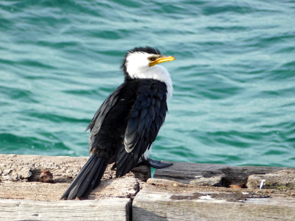 Little Pied Cormorant