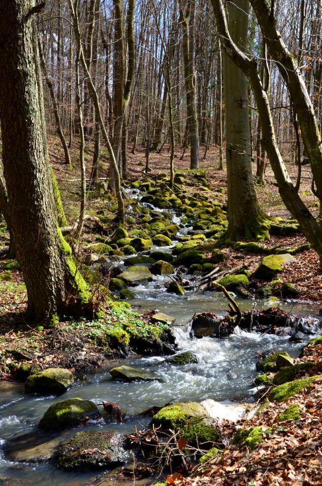 Bach creek stones