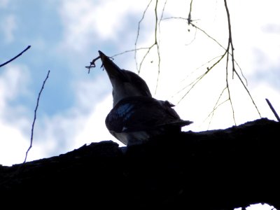 Kookaburra eating