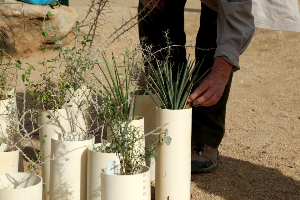 Preparing for planting near Hemingway Buttress