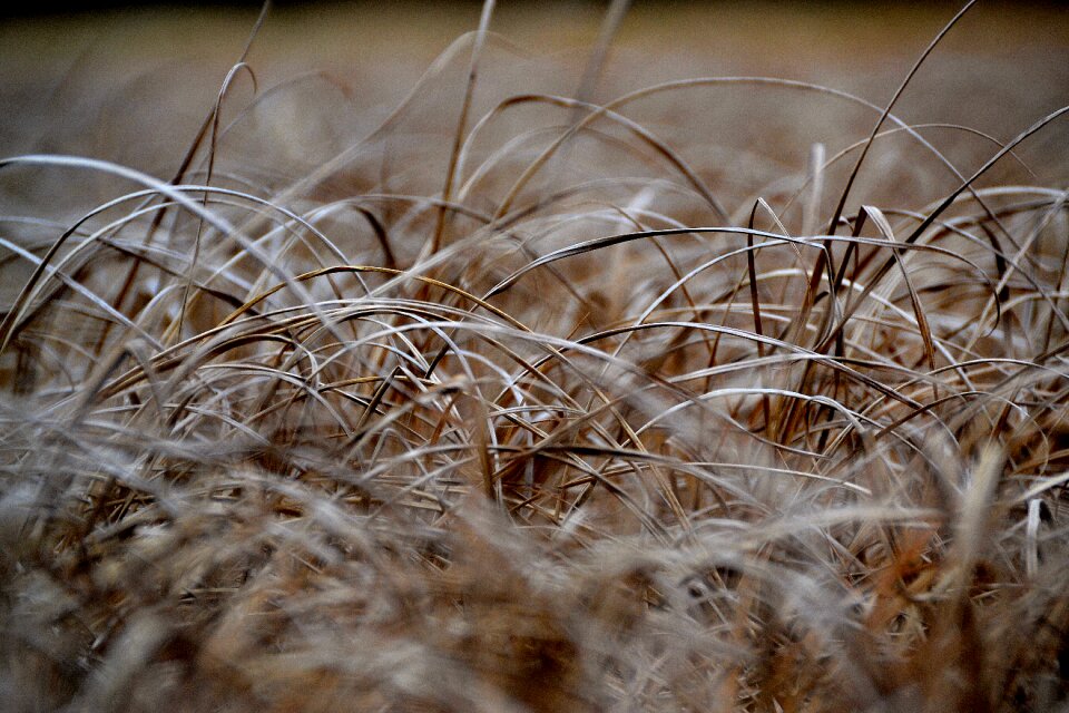 Blade of grass field nature