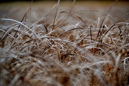 Blade of grass field nature