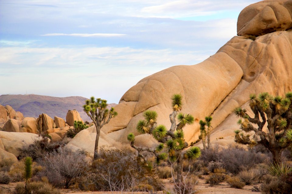 Joshua trees and boulders at Jumbo Rocks campground photo