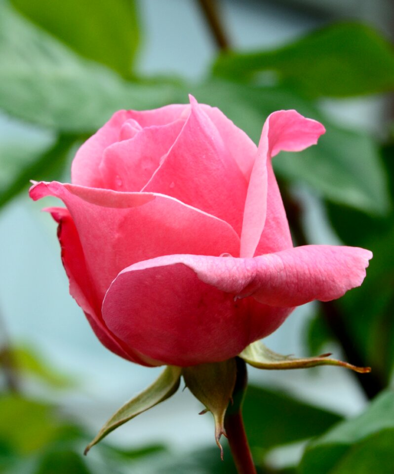 Bloom flower rose bloom