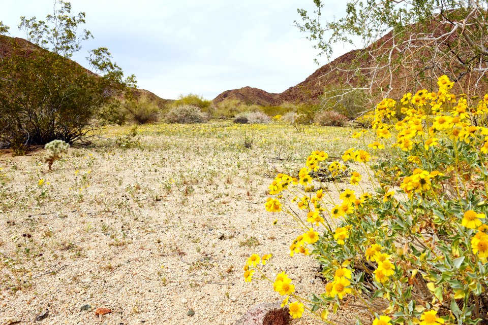 Wildflowers blooming near Cottonwood