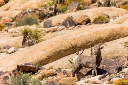 Bighorn Sheep in the Wonderland