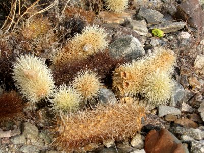 Cholla Cactus Garden; teddybear cholla (Cylindropuntia bigelovii) photo