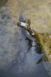 Reptile cable car swimming