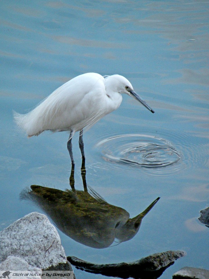 DAM2066 - Garzetta (Egretta garzetta)