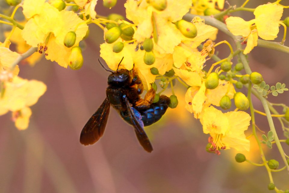 California carpenter bee