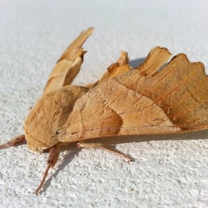Insect moth fly