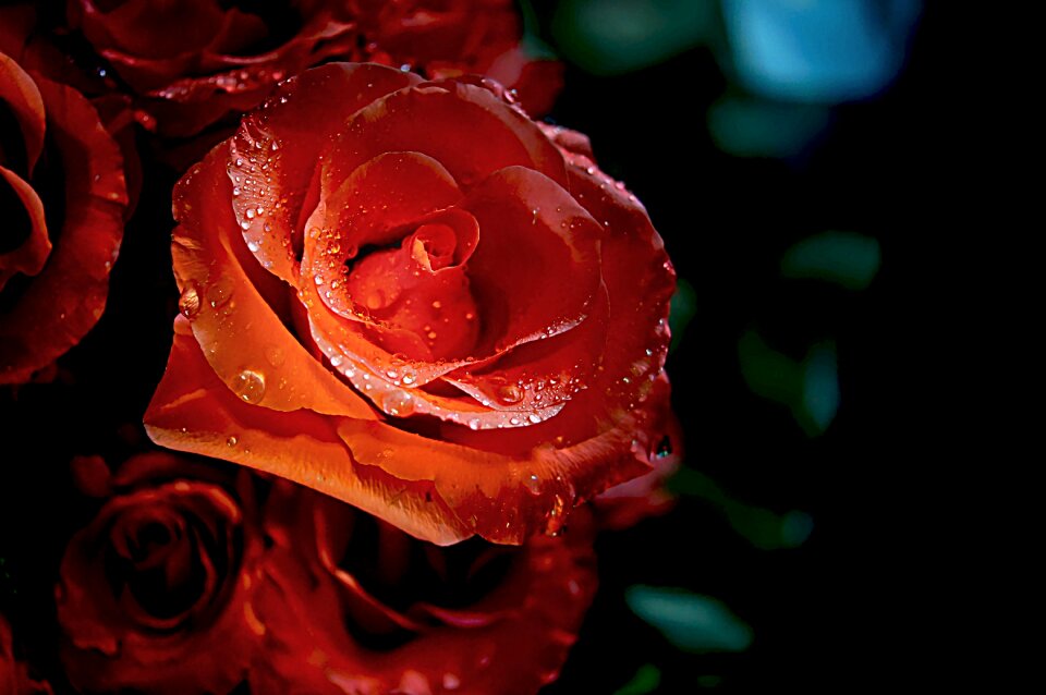 Flower love romance