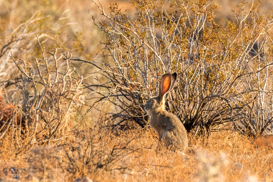 Desert black-tailed jackrabbit (Lepus californicus deserticola)
