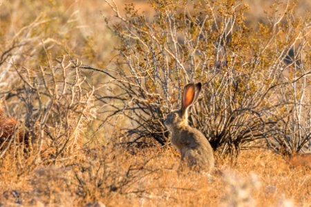 Desert black-tailed jackrabbit (Lepus californicus deserticola) photo