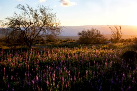 Arizona Lupine and Sunset near Cottonwood