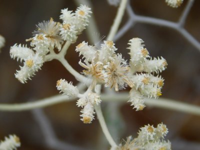 Australian flora