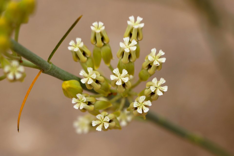 Milkweed
