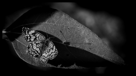 August 30th, Pearl Crescent Shadow