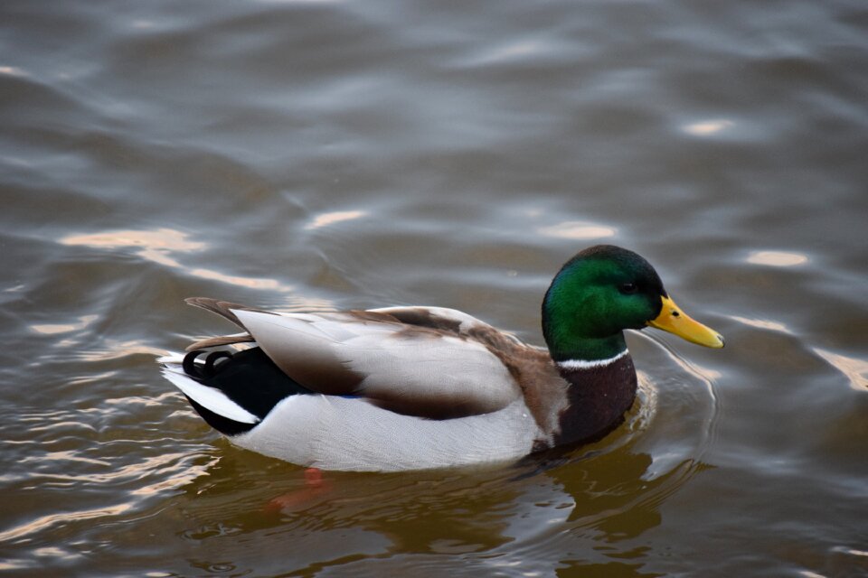 Duck pond waterfowl