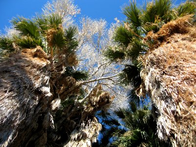 Cottonwood Spring