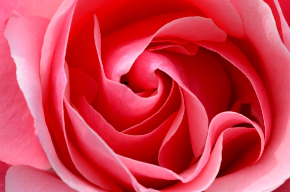 Flower rose bloom close up