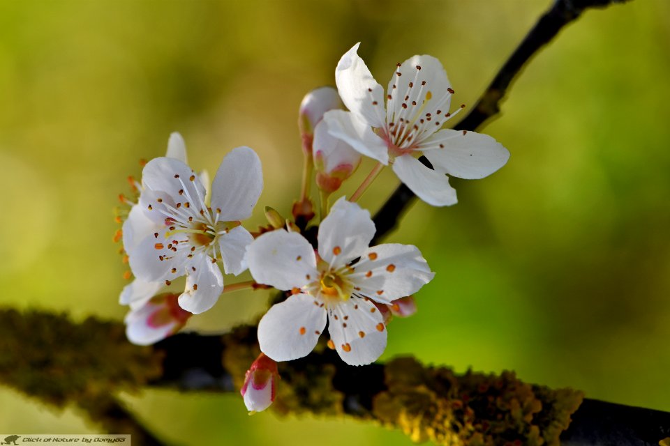 DAM2082 - Prunus