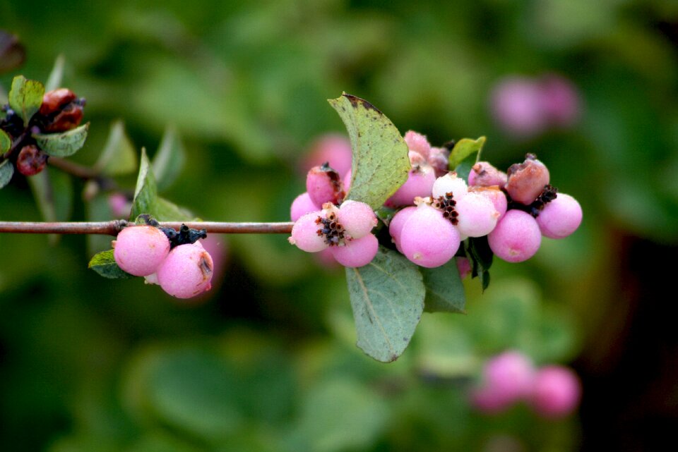Berry garden pink