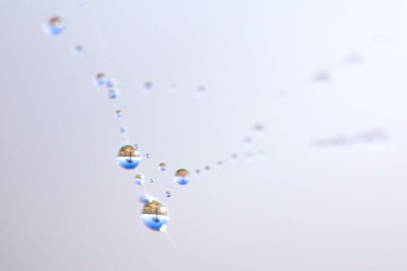 Water droplets suspended on a spider web