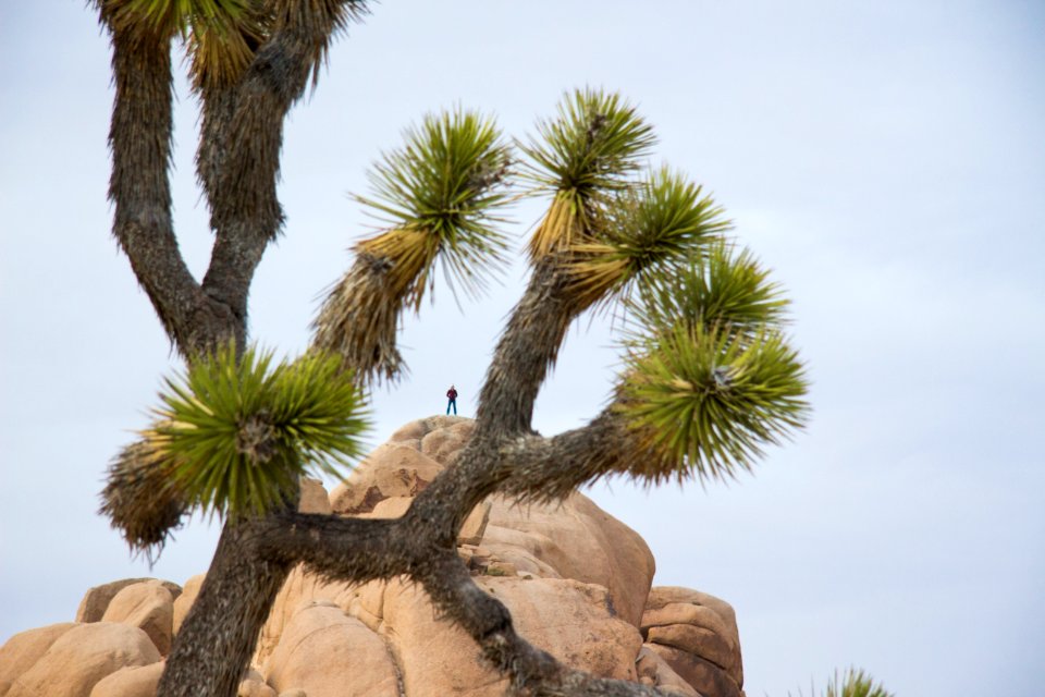 Boulders near Jumbo Rocks campground
