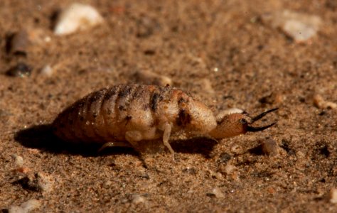 Ant lion (Myrmeleontidae)