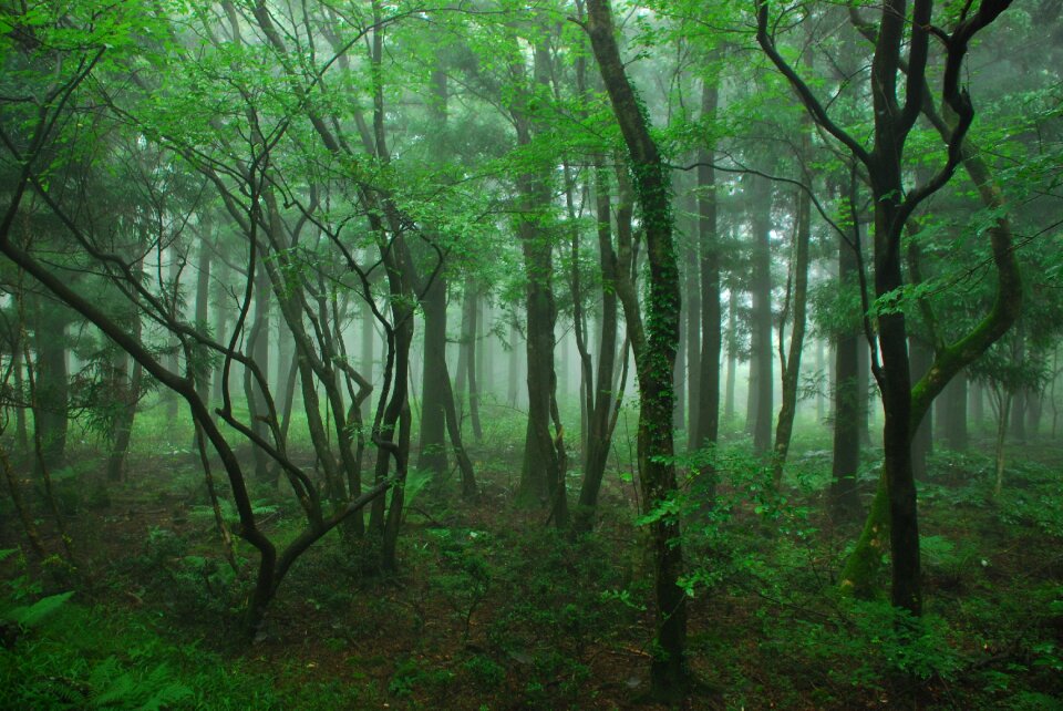 Jeju island four ryeoni forest