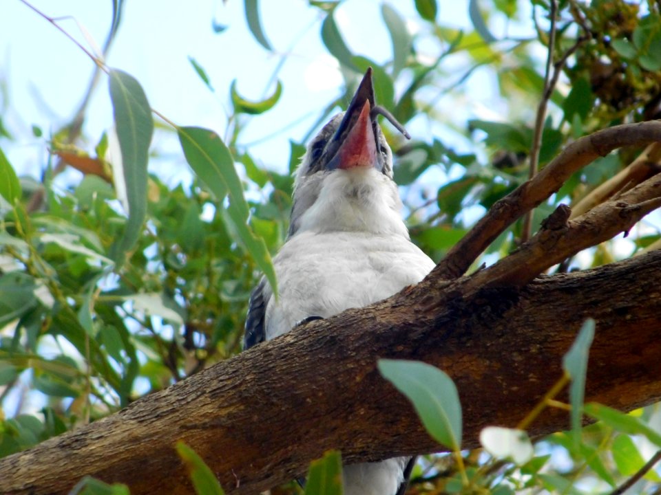 Laughing kookaburra eating