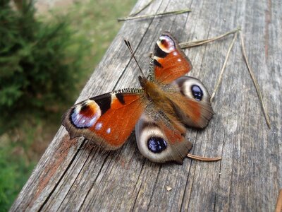 Flying insects wings coloring