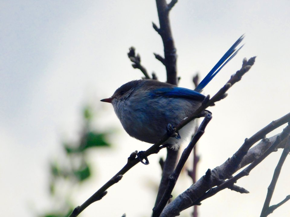 Splendid fairy wren