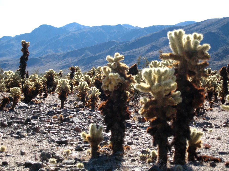 Cholla Cactus Garden; teddybear cholla (Cylindropuntia bigelovii)
