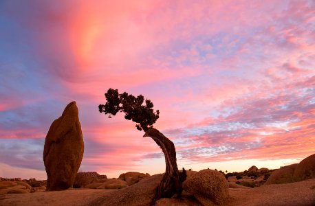 Juniper and Monolith at Sunset