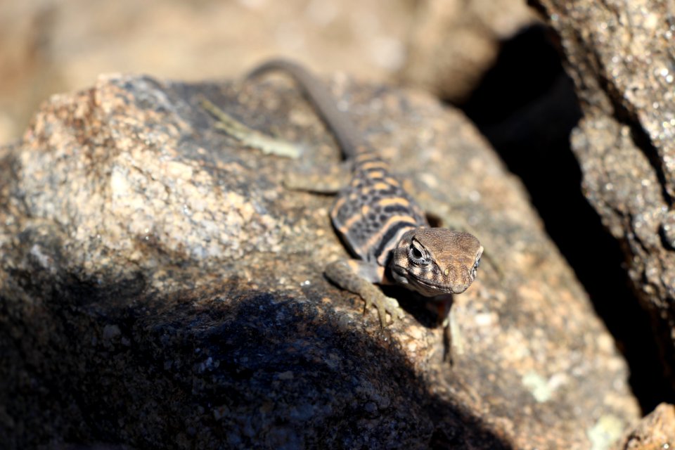 Great Basin Collared Lizard (Crotaphytus bicinctores)