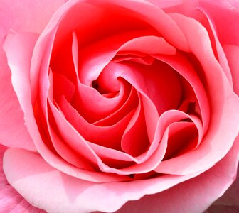 Flower rose bloom close up photo