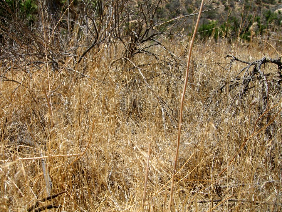 Exotic Invasive Cheatgrass (Bromus tectorum)