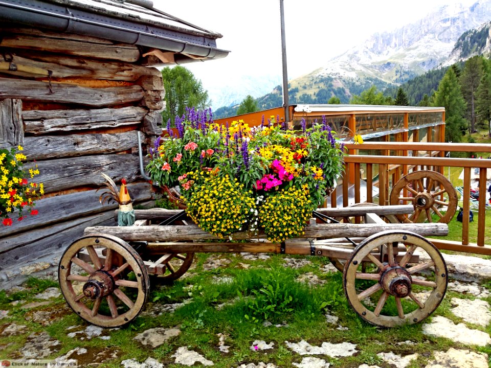 DAM1534 - Fiori e montagne