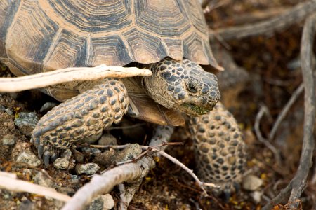 Desert tortoise (Gopherus agassizii) photo