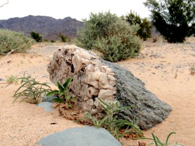 Quartz veined rock