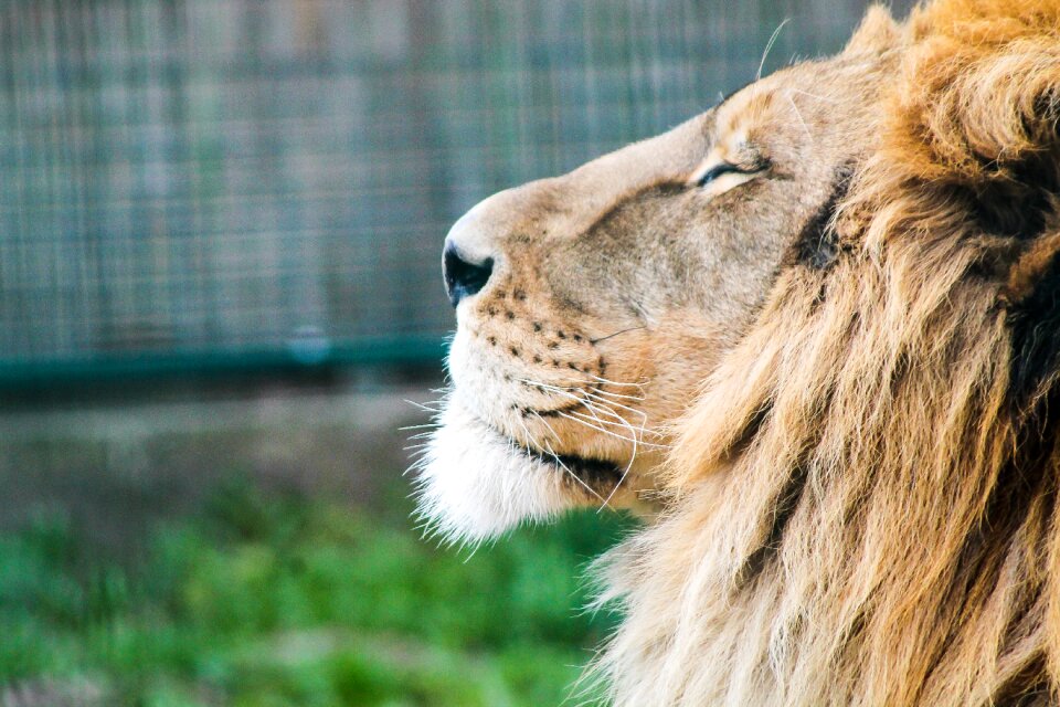 Desert king of animals mood