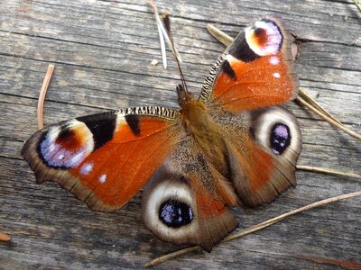 Flying insects wings coloring photo