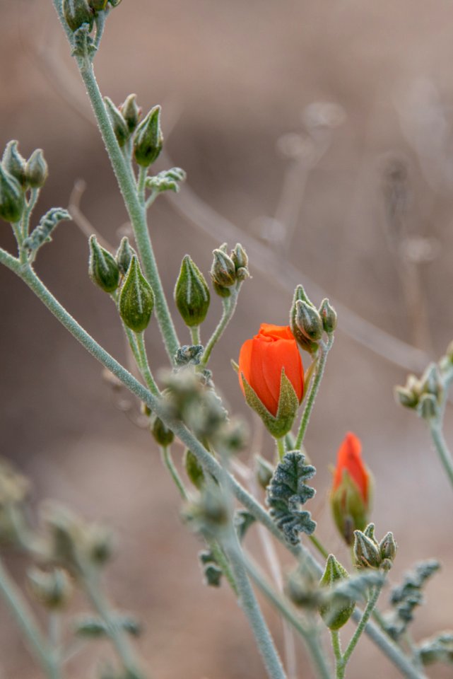 Globemallow (Sphaeralcea ambigua)