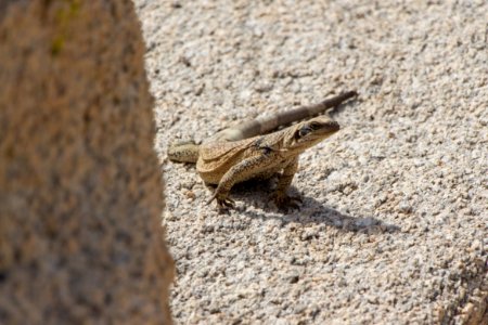 Chuckwalla (Sauromalus ater) at White Tank Campground photo