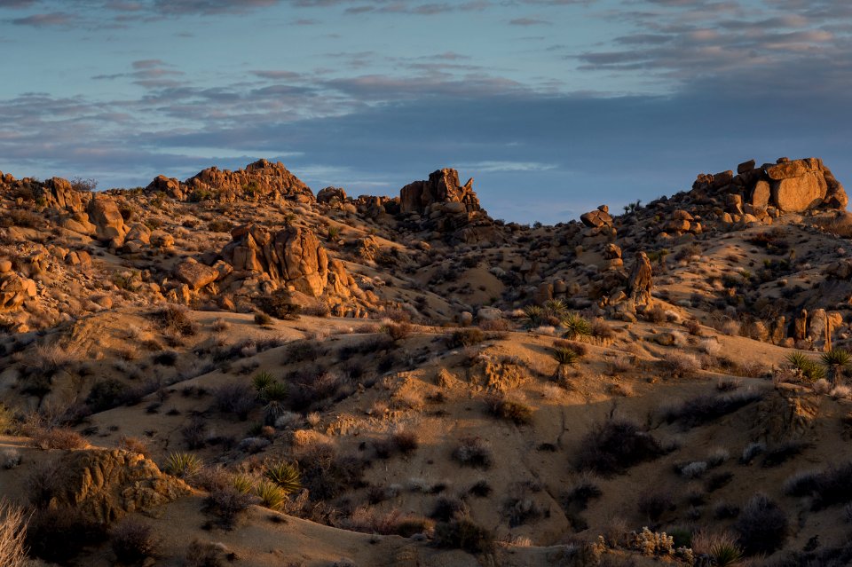 Joshua Tree Rocky Landscape