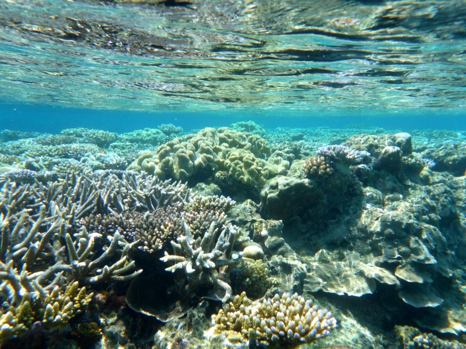 Barriera Australiana Queensland